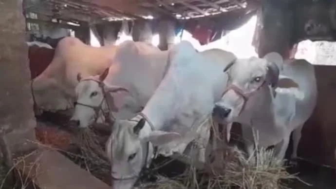 Rajasthan cow scheme fraud: Rs 57 crore irregularities exposed