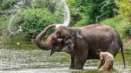 Two killed in Chhattisgarh elephant attacks; week's toll at 3